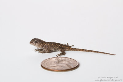 Baby-Prairie-Lizzard_MG_4398.jpg