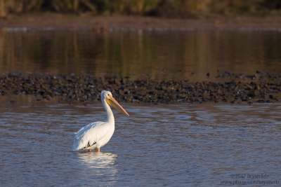 American-White-Pelican_64A0552.png