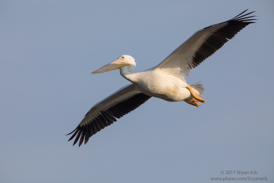 American-White-Pelican_64A0567.png