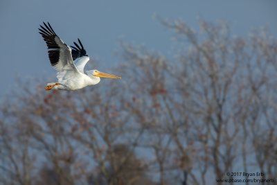 American-White-Pelican_64A0573.png