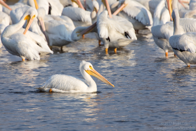 American-White-Pelican_64A0579.png