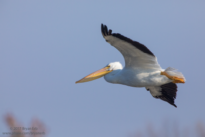 American-White-Pelican_64A0599.png