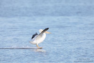 American-White-Pelican-Landing_64A0715.png