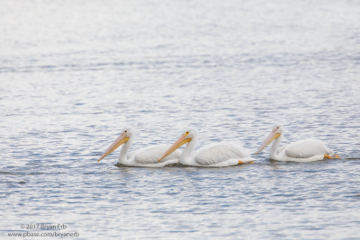 American-White-Pelicans_64A0507.png