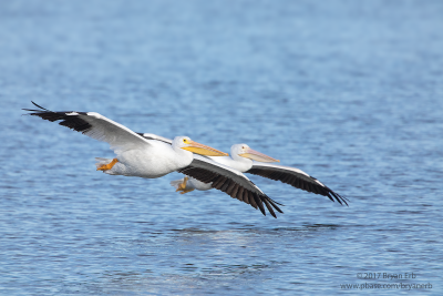 American-White-Pelicans-Flight_64A0734.png