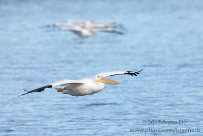 American-White-Pelican_64A0689.png