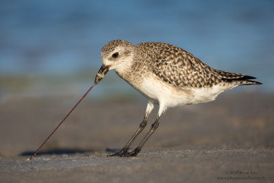 Black-Bellied-Plover-with-prey_64A1415.jpg