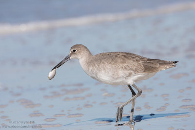 Willet-with-Prey_64A1722.jpg