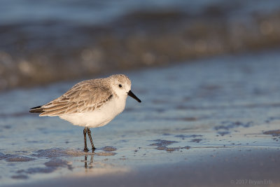 Sanderling_64A1564.jpg