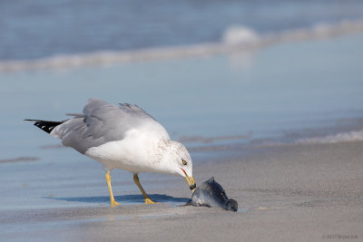 Ring-Billed-Gull-with-Fish_64A1741.jpg