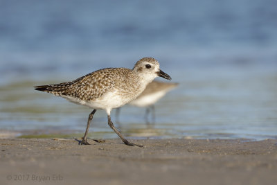 Black-Bellied-Plover_64A1394.jpg