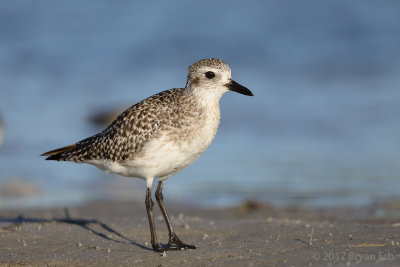 Black-Bellied-Plover_64A1411.jpg