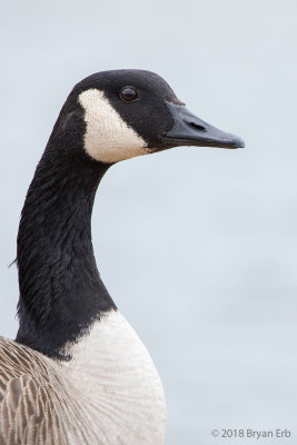 Canada-Goose-Portrait_64A2548.jpg