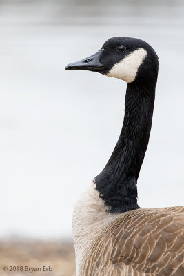 Canada-Goose-Portrait_64A2606.jpg