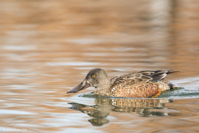 Northern-Shoveler-Male-Eclipse_64A2886.jpg