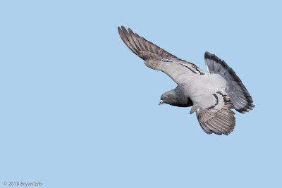 Pigeon-In-Flight_64A3412.jpg