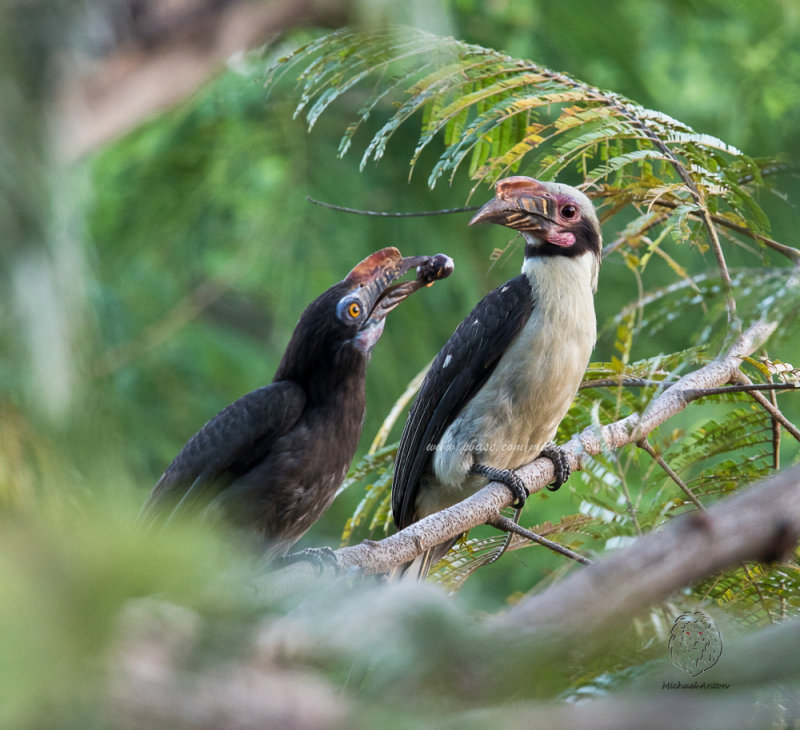 Luzon Hornbill (male/female) (Penelopides manillae)