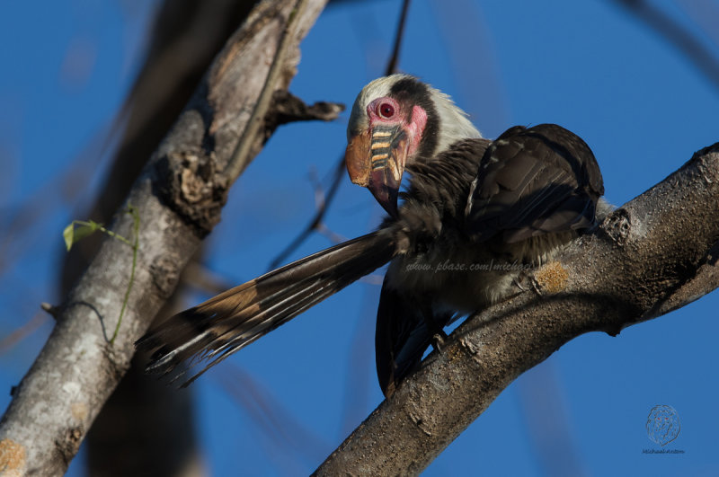 Luzon Hornbill (male) <i>(Penelopides manillae)<i/>