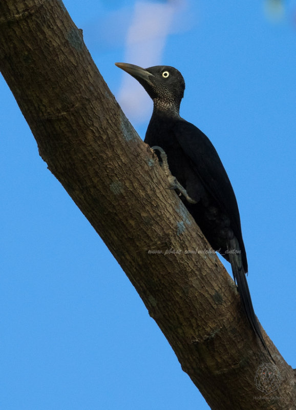 Northern Sooty Woodpecker (female) <i>(Mulleripicus funebris)<i/>
