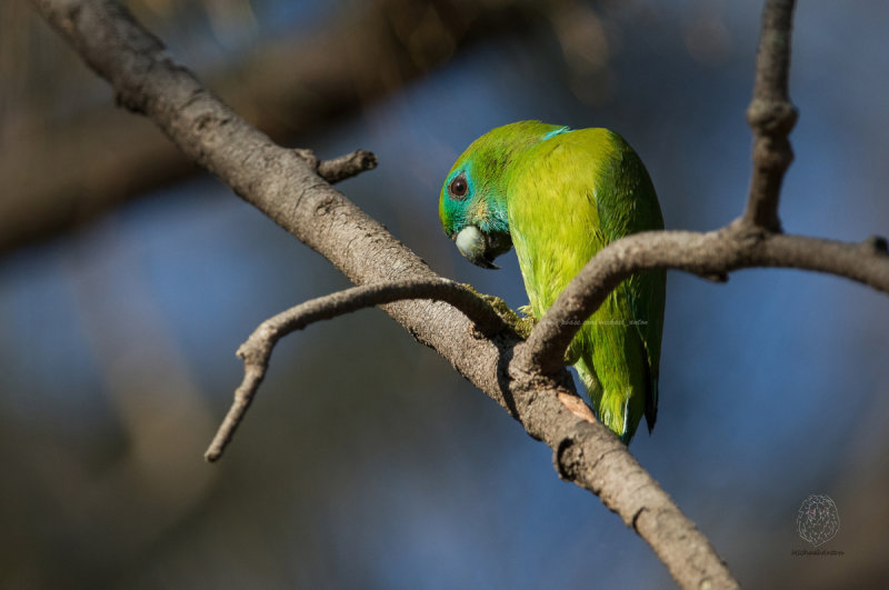 Guaiabero <i>(Bolbopsittacus lunulatus)<i/>