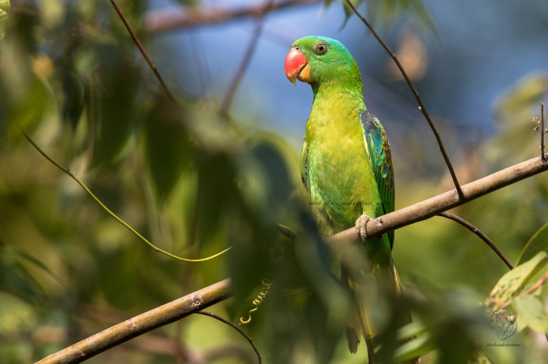 Blue-naped Parrot <i>(Tanygnathus lucionensis)<i/>