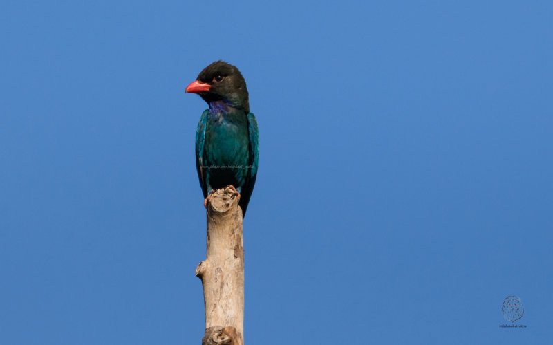 Dollarbird (Eurystomus orientalis)