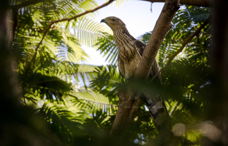 Oriental Honeybuzzard <i>(Pernis ptilorhynchus)<i/>
