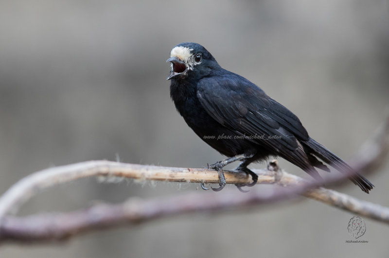 White-fronted Tit  <i>(Parus semilarvatus)<i/>