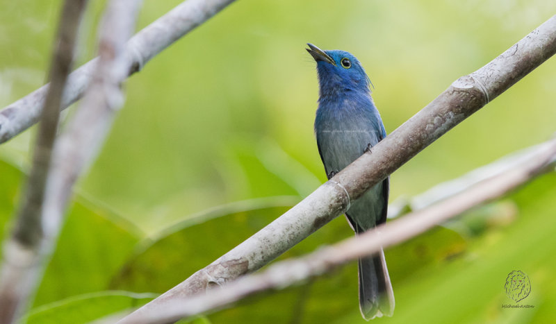 Celestial Monarch <i>(Hypothymis coelestis)<i/>