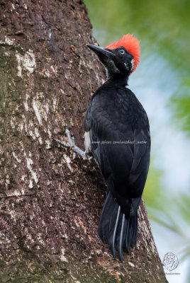 White-bellied Woodpecker (male and juv) (Dryocopus javensis)