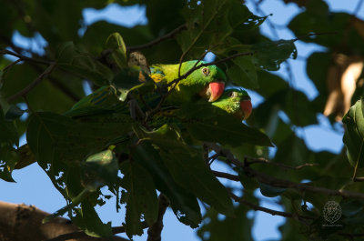 Blue-naped Parrot (Tanygnathus lucionensis)