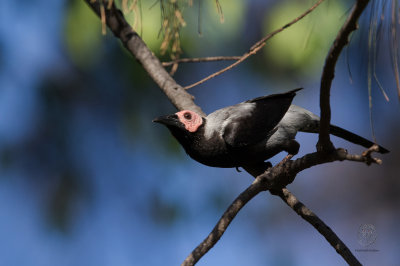 Coleto (Sarcops calvus)