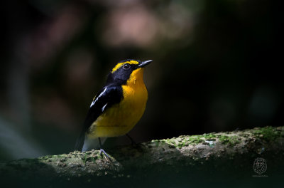 Narcissus Flycatcher (male) (Ficedula narcissina)