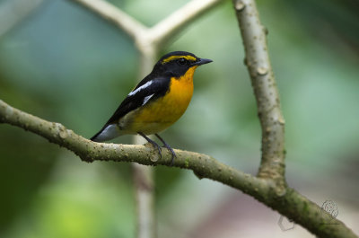 Narcissus Flycatcher (male) (Ficedula narcissina)