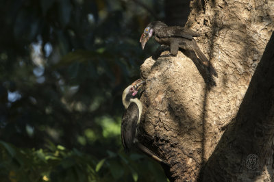 Luzon Hornbill (male and female) (Penelopides manillae)