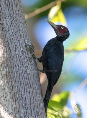 Northern Sooty Woodpecker (male) (Mulleripicus funebris)