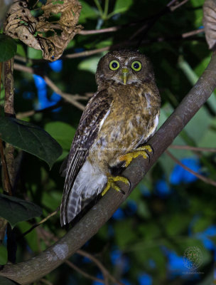 Cebu Hawk-Owl (Ninox rumseyi)