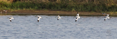 Pied Avocet <i>(Recurvirostra avosetta)<i/>
