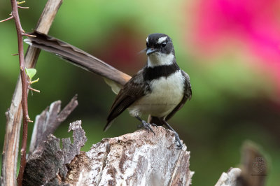 Fantail, Pied (Rhipidura javanica)