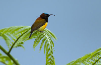 Maroon-naped Sunbird (male) (Aethopyga guimarasensis)
