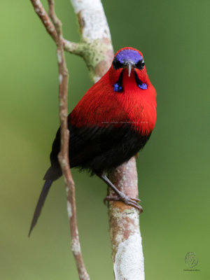 Magnificent Sunbird (Aethopyga siparaja)