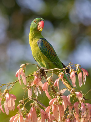 Blue-naped Parrot (Tanygnathus lucionensis)