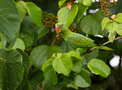 Blue-naped Parrot (Tanygnathus lucionensis)