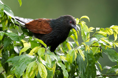 Philippine Coucal (Centropus viridis)