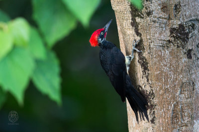 White-bellied Woodpecker (male) (Dryocopus javensis)