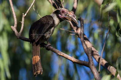 Luzon Hornbill (male) (Penelopides manillae)