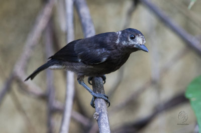 White-fronted Tit (JUV)  <i>(Parus semilarvatus)<i/>