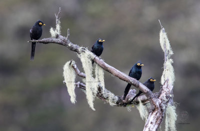 Apo Myna (Basilornis miranda)