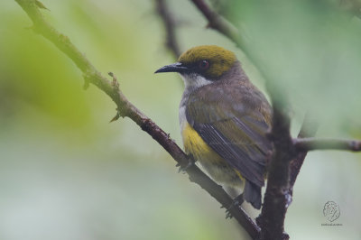 Flowerpecker, Olive-capped (Dicaeum nigrilore)