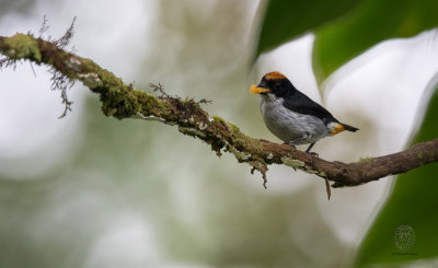 Flowerpecker, Flame-crowned (Dicaeum anthonyi)